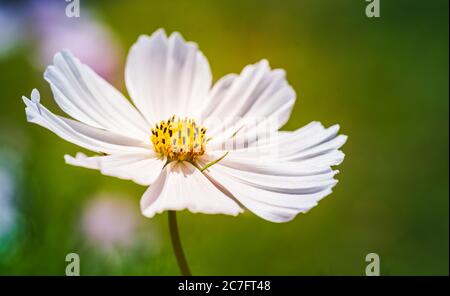 Weiße Blume Cosmos bipinnatus, Apollo Weiß vor grünem Hintergrund Stockfoto