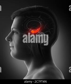 3d Rendering medizinische Illustration des männlichen Gehirns HYPPOCAMPUS Anatomie - Querschnitt Stockfoto