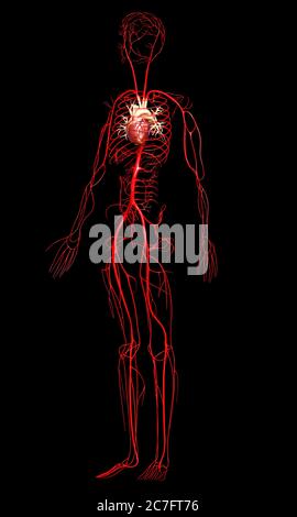 3d-Darstellung medizinisch genauer Arterien Stockfoto