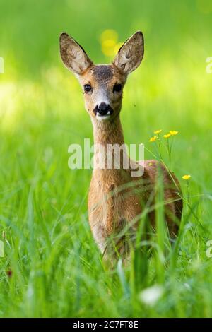 Junge Rehwild-Rehkitz stehend auf der Wiese in vertikaler Komposition. Stockfoto