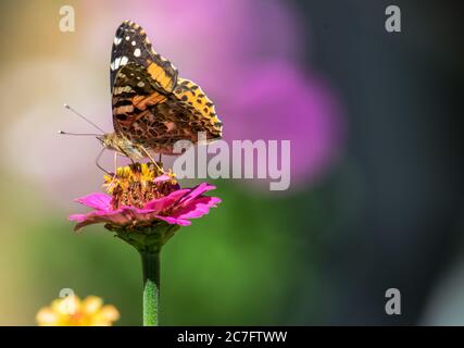 Monarch Schmetterling sitzt auf einer rosa Blume Stockfoto