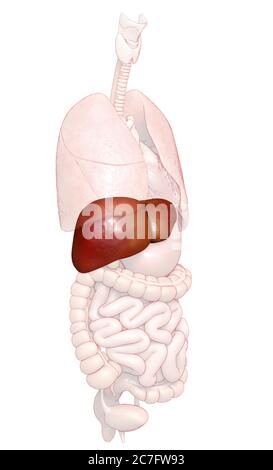 3d gerendert, medizinisch genaue Darstellung der Leber Anatomie Stockfoto