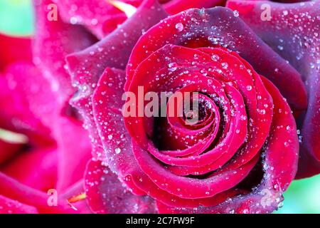 Wassertropfen auf der Rose. Nahaufnahme Stockfoto