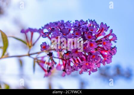 Low-Winkel-Aufnahme einer schönen lila Buddleia Blume mit Der blaue Himmel im Hintergrund Stockfoto