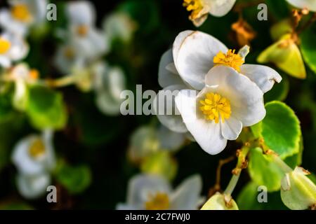 Nahaufnahme von weißen Burnett Rosen in einem Feld mit Blumen Und Grün auf dem verschwommenen Hintergrund Stockfoto