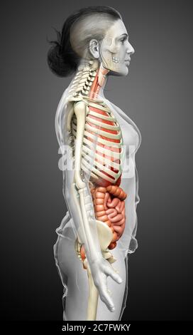 3d-Darstellung medizinisch genaue Darstellung der weiblichen inneren Organe und Skelettsystem Stockfoto