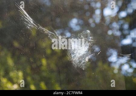 Impressum Eindruck eines Vogels, der in die Glastür des Hauses fliegt und im Juli in Bournemouth, Dorset UK, einen Federstaub hinterlässt Stockfoto