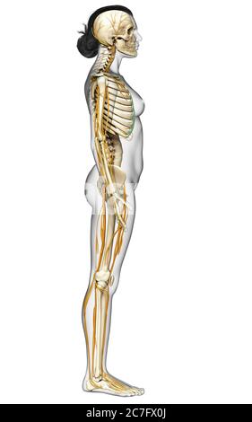 3d-Darstellung medizinisch akkurate Darstellung eines weiblichen Nervensystems und Skelettsystem Stockfoto