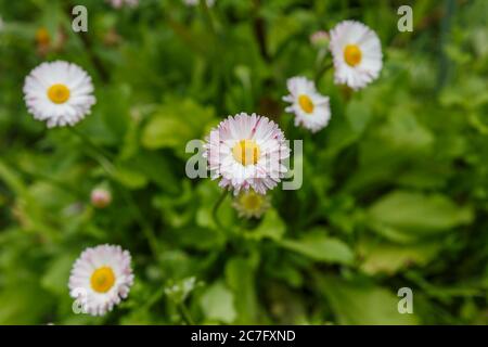 Gänseblümchen oder Bellis Perennis auf einem Rasen. Stockfoto