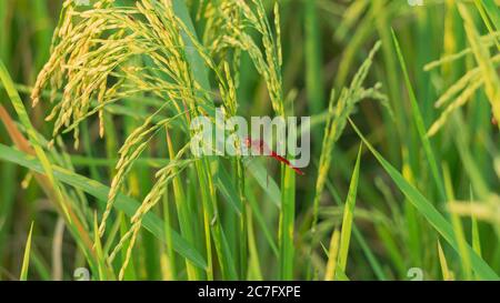 Eine rote Libelle, die auf einem Reisstamm thront. Die Erntezeit ist da, es ist Zeit für die Bauern zu feiern Stockfoto