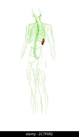 3D-gerenderte medizinisch genauen Abbildung des lymphatischen Systems Stockfoto