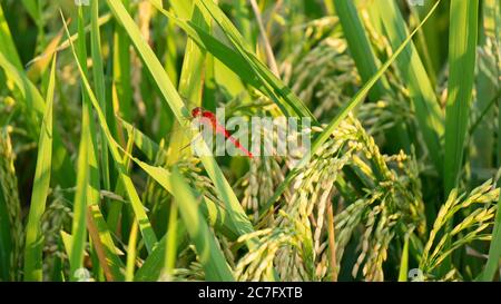 Eine rote Libelle, die auf einem Reisstamm thront. Die Erntezeit ist da, es ist Zeit für die Bauern zu feiern Stockfoto