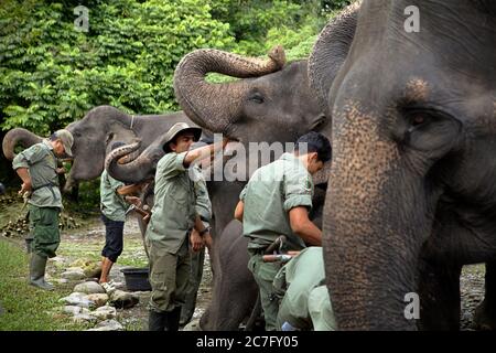 Park Ranger füttern sumatraelefanten in einem Elefantenlager, das von Conservation Response Unit (CRU) in Tangkahan, Sumatra, Indonesien betrieben wird. Stockfoto