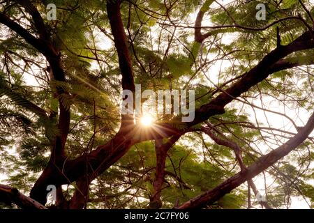 Naturfotografie von Sonne aufgehen vor dem Baum Stockfoto