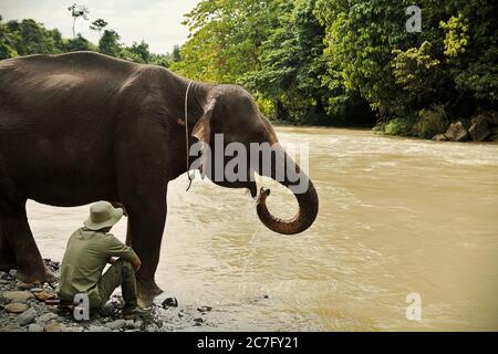 Ein Park Ranger und ein Elefant am Flussufer. Tangkahan, Nord-Sumatra, Indonesien. Stockfoto