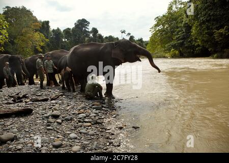 Sumatran Elefanten und Park Ranger am Flussufer. Conservation Response Unit (CRU) - Gunung Leuser National Park. Tangkahan, Nord-Sumatra, Indonesien. Stockfoto