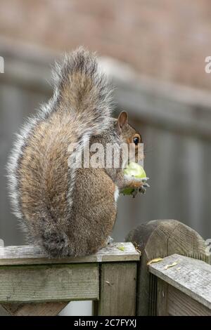 Ein graues Eichhörnchen (UK), das einen Apfel isst, den es von einem nahe gelegenen Baum genommen hat. Stockfoto