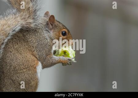 Ein graues Eichhörnchen (UK), das einen Apfel isst, den es von einem nahe gelegenen Baum genommen hat. Stockfoto