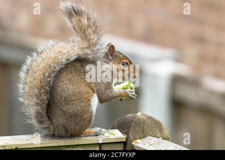 Ein graues Eichhörnchen (UK), das einen Apfel isst, den es von einem nahe gelegenen Baum genommen hat. Stockfoto