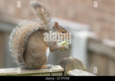 Ein graues Eichhörnchen (UK), das einen Apfel isst, den es von einem nahe gelegenen Baum genommen hat. Stockfoto