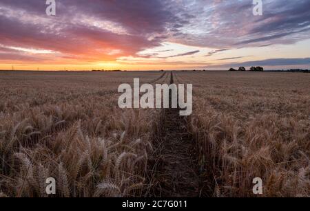 Linien in einem großen Feld von Weizenernte bei Sonnenaufgang. Kent, Großbritannien Stockfoto