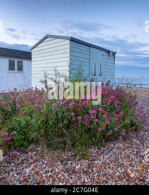 Strandhütten am Kingsdown Strand nahe Deal mit roten Baldrian Blumen im Vordergrund. Stockfoto