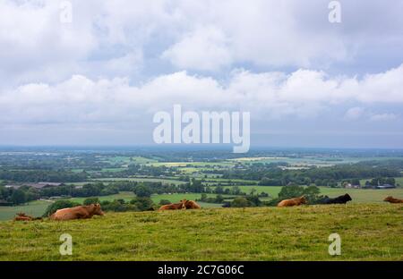 Rinder auf den Hügeln von Farthing Common; ein beliebter Aussichtspunkt in der Kent Downs AONB. Stockfoto