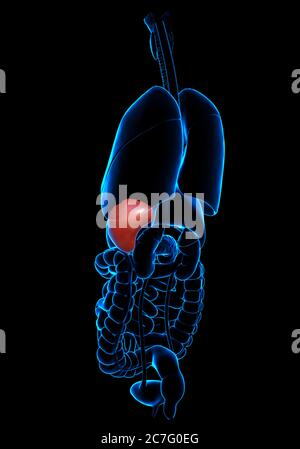 3d gerendert, medizinisch genaue Darstellung der Milz Anatomie Stockfoto