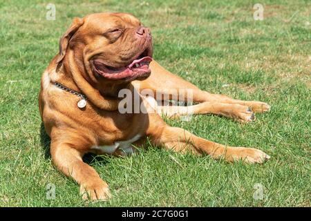 Sehr großer Hund der französische Mastiff ruht im Gras in der Sonne Stockfoto