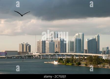 Der große Pelikan, der unter dunklen Regenwolken den Miami Main Channel entlang fliegt (Florida). Stockfoto