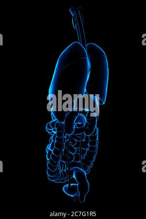 3d-Darstellung medizinisch genauer Darstellung der inneren Organe Stockfoto