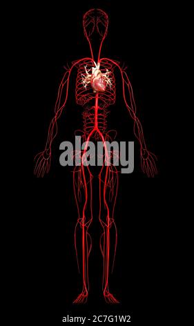 3d-Darstellung medizinisch genauer Arterien Stockfoto