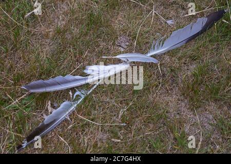 Überreste von Möwenfedern toter Vogel auf Gartenrasen nach Angriff auf Bournemouth, Dorset UK im Juli Stockfoto