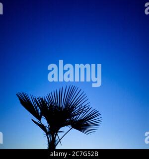 Silhouette einer Palme und blauer Himmel auf blauem Stundenhintergrund. Aufgenommen auf analogem Mittelformatfilm Stockfoto