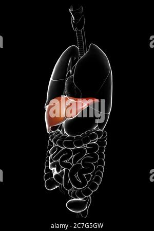 3d gerendert, medizinisch genaue Darstellung der Leber Anatomie Stockfoto