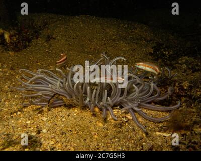 Wunderschöne Seeanemone und gestreifte Wit- und Orangenfische, die zwischen den Tentakeln schwimmen. Bild aus Puerto Galera, Philippinen. Diese Riffe sind so gesund und voller Leben Stockfoto