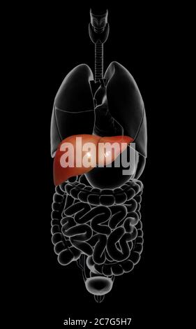 3d gerendert, medizinisch genaue Darstellung der Leber Anatomie Stockfoto