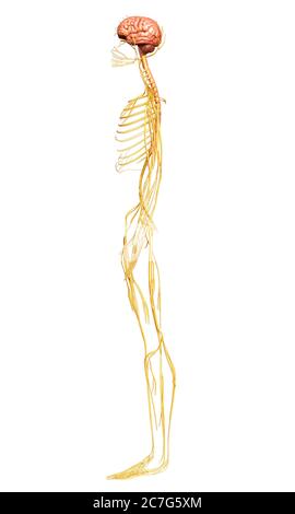 3D-gerenderte medizinisch genauen Abbildung des Nervensystems Stockfoto