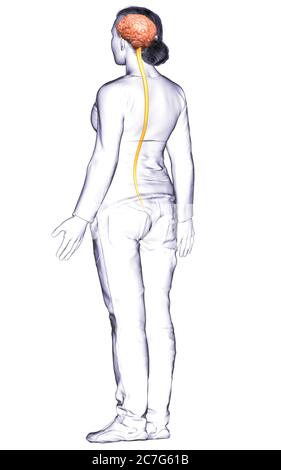 3d-Darstellung medizinisch genaue Darstellung des Gehirns Stockfoto