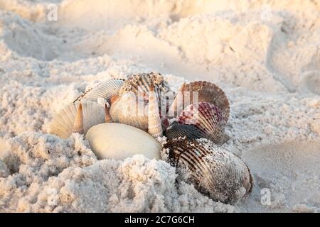 Selektive Aufnahme von wunderschönen Muscheln, die im Sand vergraben sind Stockfoto