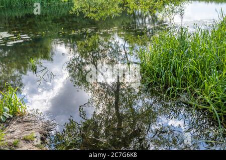 Wunderschöner trübiger Fluss, der durch eine üppige, grüne Gegend schwimmt. Reflexionen von Bäumen Stockfoto