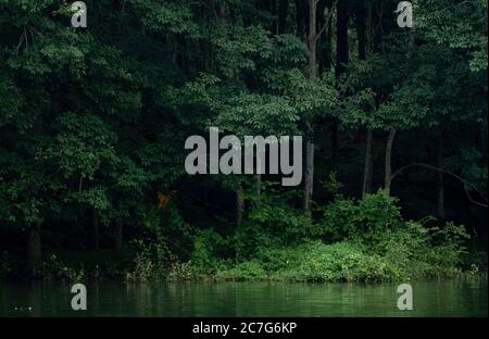 Schöne Bäume und ein See in der Rubber Plantage in Kerala, Indien Stockfoto