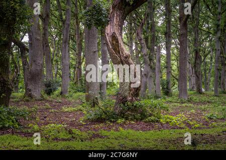 Eine schöne Aussicht auf eine alte Eiche Wald. Bild von Scania in Südschweden. Stockfoto