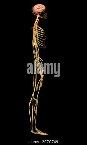 3D-gerenderte medizinisch genauen Abbildung des Nervensystems Stockfoto