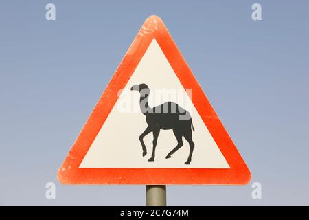 Straßenschild in Saudi-Arabien: Achtung Kamele überqueren die Straße Stockfoto