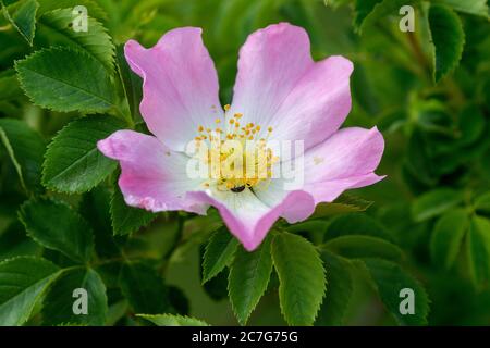 Wilde Rosenblüte vom Velebit-Gebirge Stockfoto