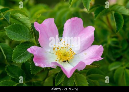 Wilde Rosenblüte vom Velebit-Gebirge Stockfoto