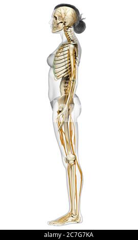 3d-Darstellung medizinisch akkurate Darstellung eines weiblichen Nervensystems und Skelettsystem Stockfoto