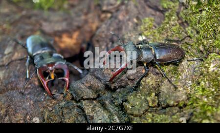 Ein Paar erwachsener europäischer Käfer Lucanus cervius auf einem Baum verteidigt den Eingang zu ihrer Gemeinschaft. Im Inneren sind die Jungen dieses Käfer-Paares. Stockfoto
