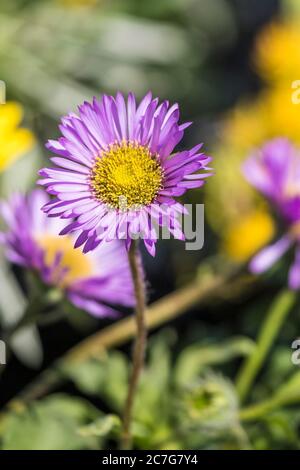 Erigeron glaucus Meeresbrise Mauve. Stockfoto